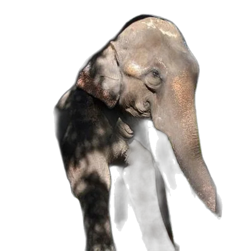 animal, creature, mask, face transparent PNG cut-out