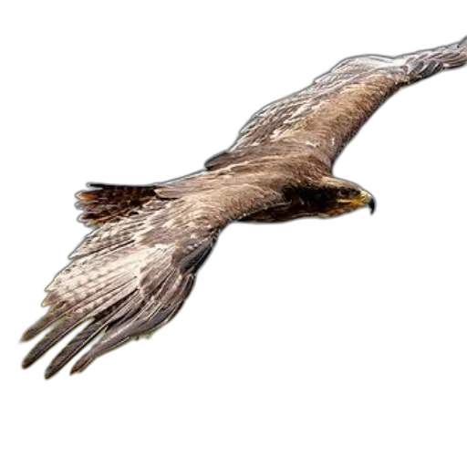 animal, creature, staff, photorealistic transparent PNG cut-out