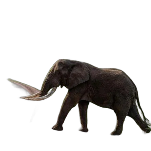 animal, creature, staff, weapon transparent PNG cut-out