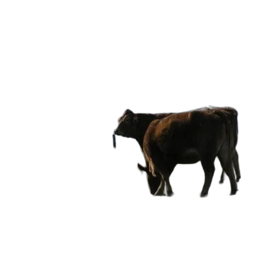 animal, food, creature, jewelry transparent PNG cut-out