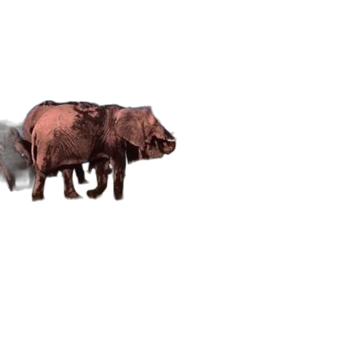 animal, creature, weapon, food transparent PNG cut-out