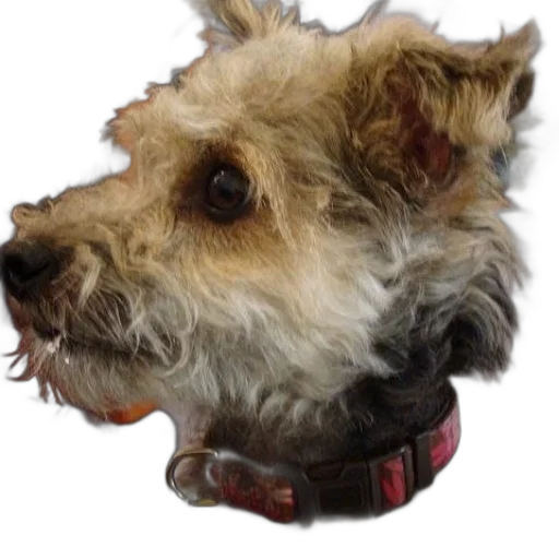 staff, animal, face, jewelry transparent PNG cut-out