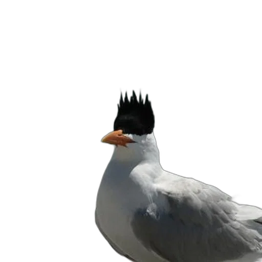 animal, crown, hair, hat transparent PNG cut-out