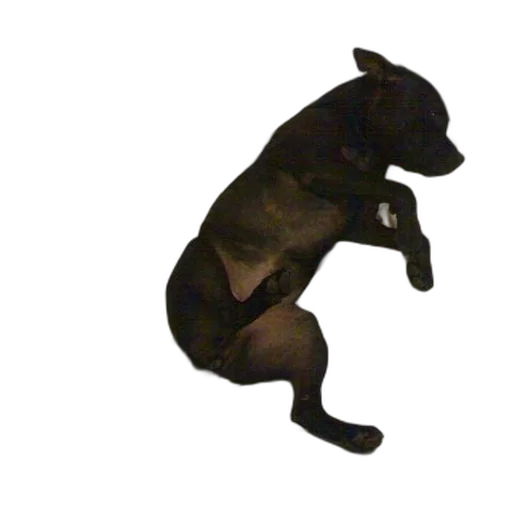 animal, staff, creature, dragon transparent PNG cut-out