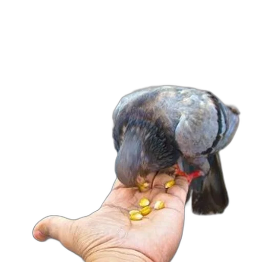 jewelry, animal, staff, weapon transparent PNG cut-out