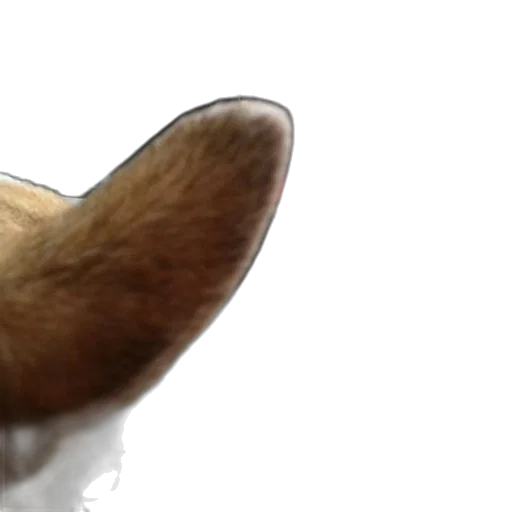 animal, hair, hat, staff transparent PNG cut-out