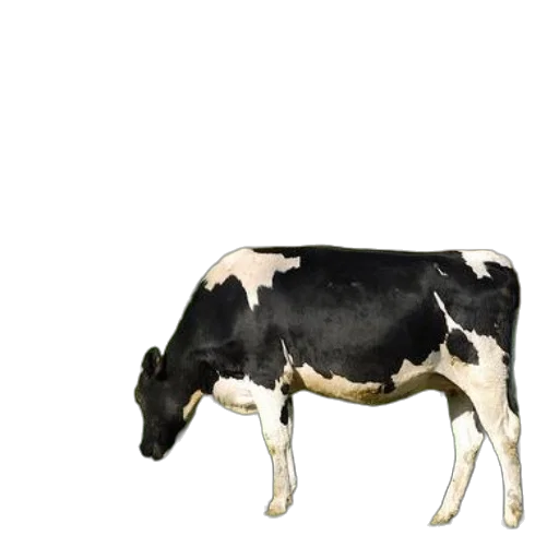 animal, food, creature, jewelry transparent PNG cut-out