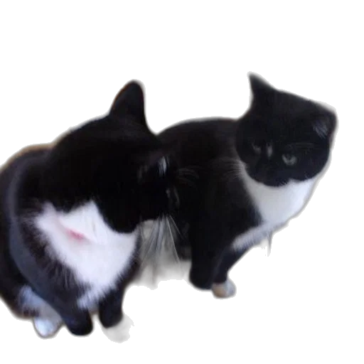animal, hat, creature, staff transparent PNG cut-out