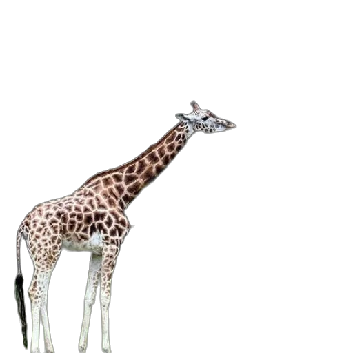 animal, creature, staff, jewelry transparent PNG cut-out