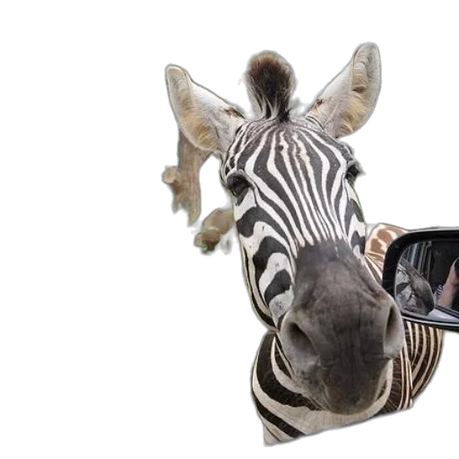 animal, creature, mask, hat transparent PNG cut-out