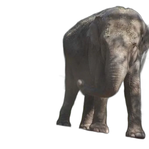animal, creature, weapon, face transparent PNG cut-out