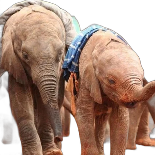 animal, two, young, elephants transparent PNG cut-out