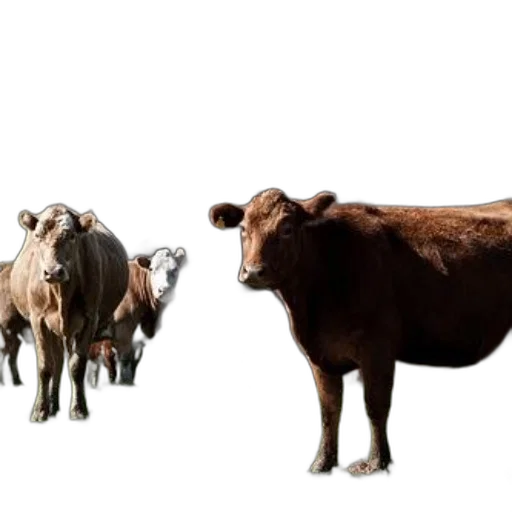 animal, food, photorealistic, concept art transparent PNG cut-out