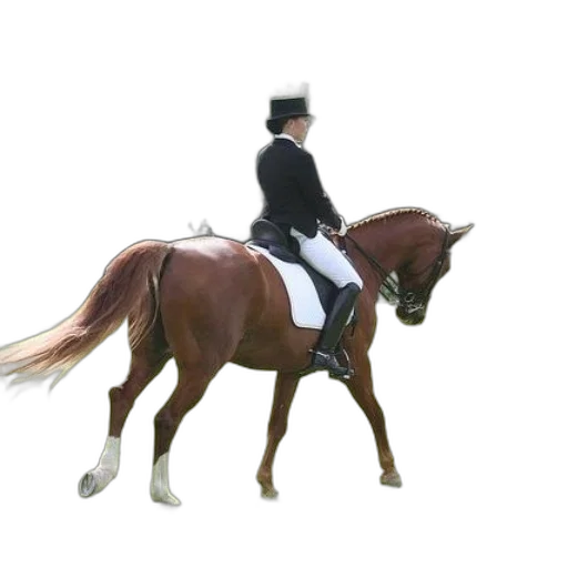 staff, animal, jacket, 3d render transparent PNG cut-out