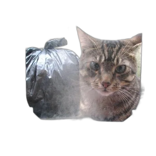animal, creature, face, jacket transparent PNG cut-out