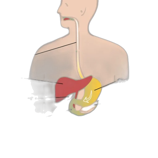 face, food, staff, concept art transparent PNG cut-out