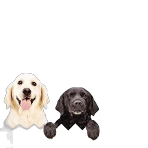 animal, staff, 3d render, photorealistic transparent PNG cut-out