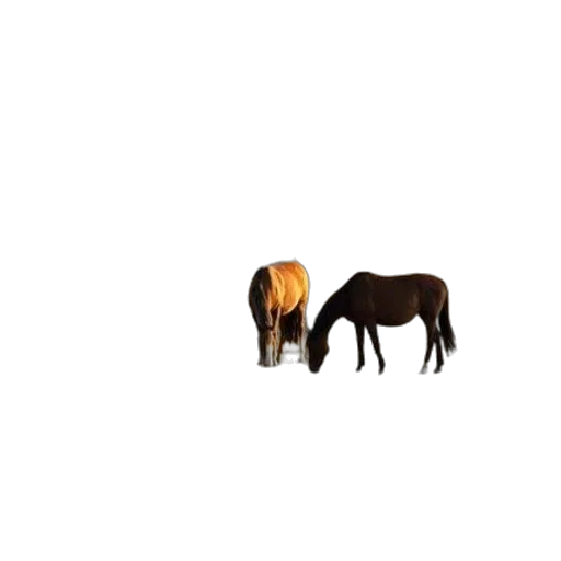 animal, hair, furniture, creature transparent PNG cut-out