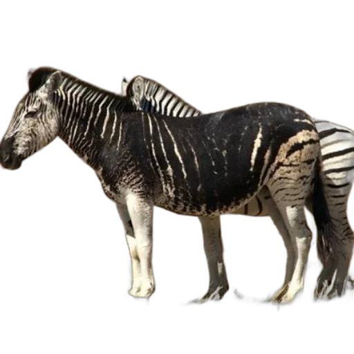 animal, creature, jewelry, staff transparent PNG cut-out