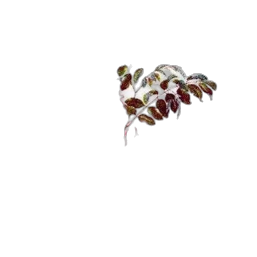flower, tree, crown, staff transparent PNG cut-out