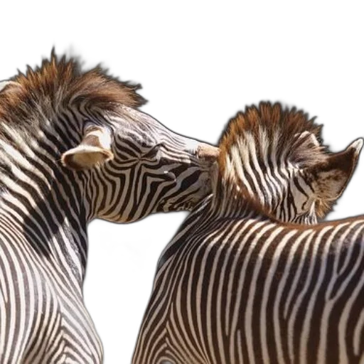 animal, photorealistic, two, zebras transparent PNG cut-out