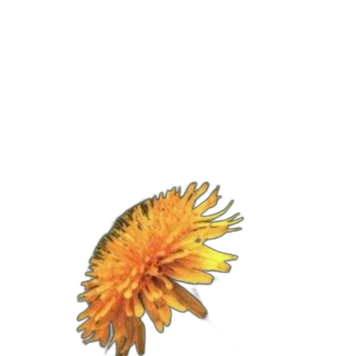 flower, hair, crown, staff transparent PNG cut-out