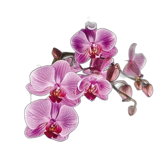 jewelry, flower, crown, staff transparent PNG cut-out