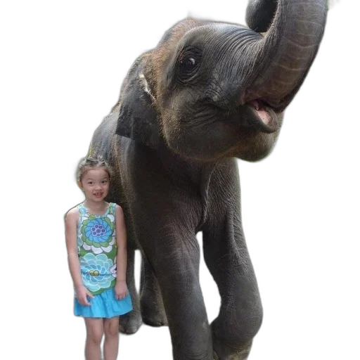 animal, creature, staff, face transparent PNG cut-out