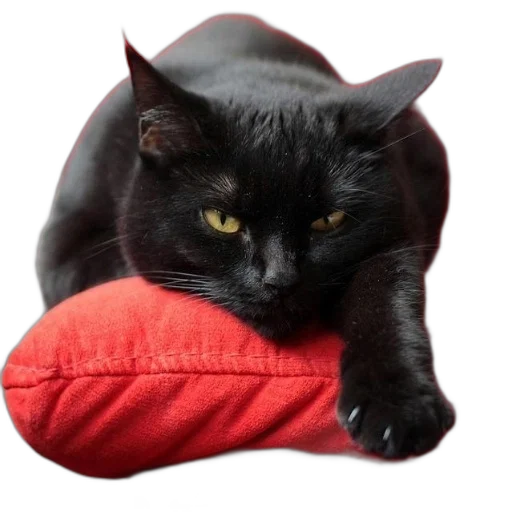 hat, animal, creature, mask transparent PNG cut-out
