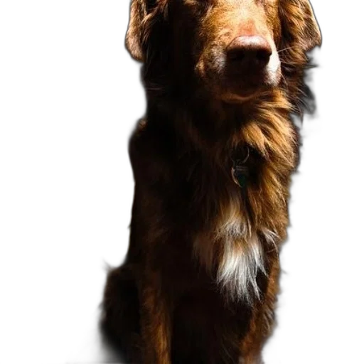 animal, staff, creature, face transparent PNG cut-out