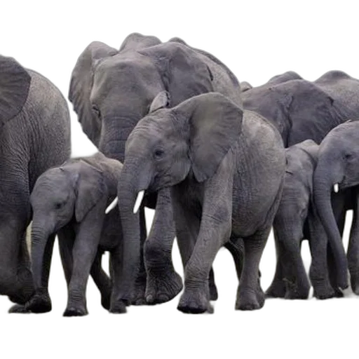 animal, concept art, herd, elephants transparent PNG cut-out