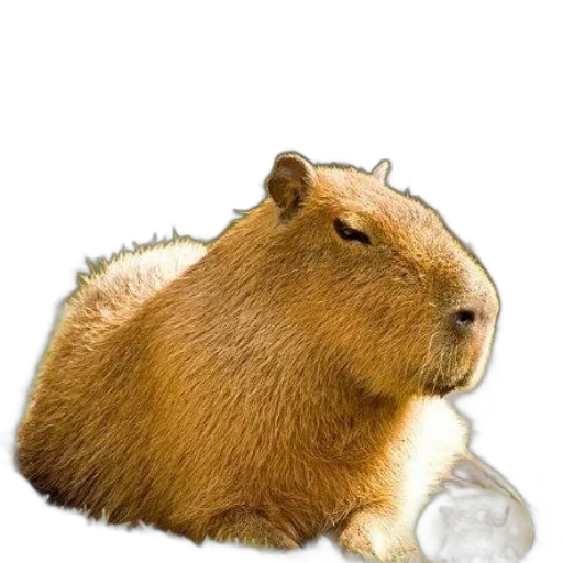 animal, food, creature, hat transparent PNG cut-out