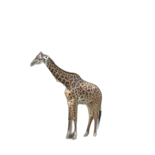 animal, creature, staff, jewelry transparent PNG cut-out