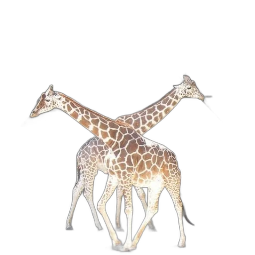 animal, jewelry, creature, crown transparent PNG cut-out