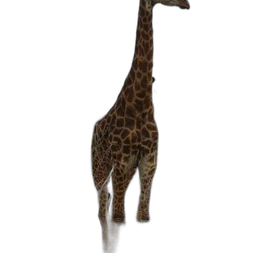 animal, creature, staff, weapon transparent PNG cut-out