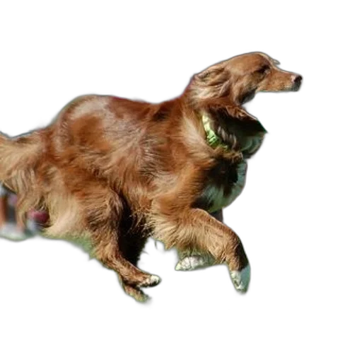 animal, creature, dragon, hair transparent PNG cut-out