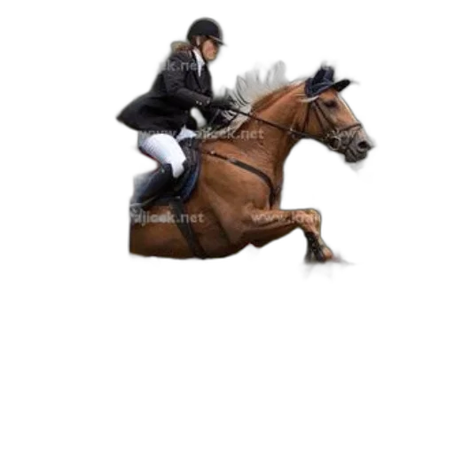 animal, jacket, photorealistic, rider transparent PNG cut-out