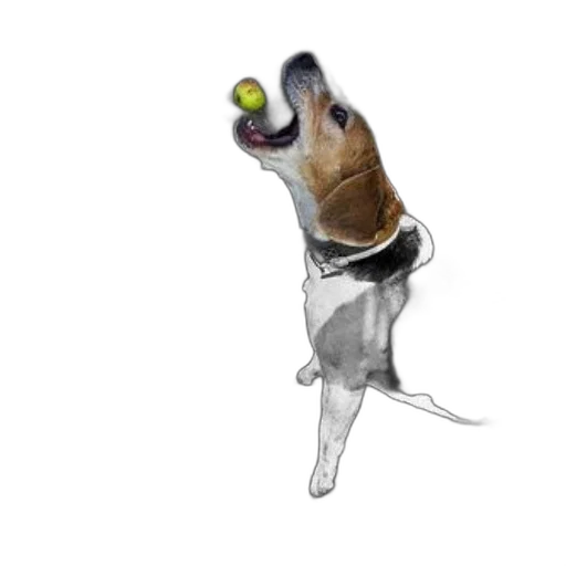 staff, animal, creature, hat transparent PNG cut-out