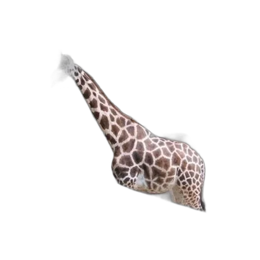 animal, umbrella, hat, shoes transparent PNG cut-out
