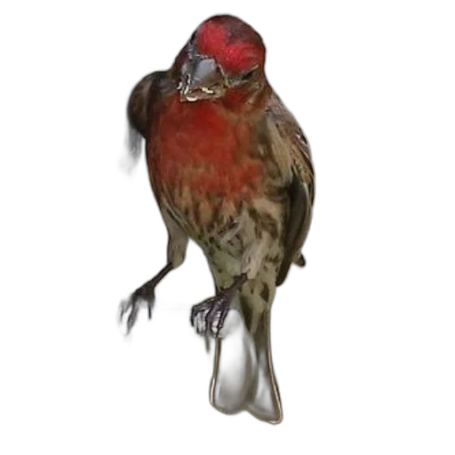 animal, creature, crown, staff transparent PNG cut-out