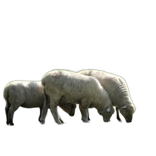 animal, creature, food, weapon transparent PNG cut-out
