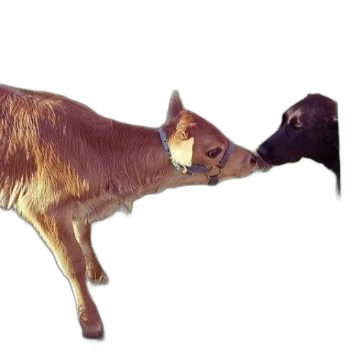 animal, food, weapon, staff transparent PNG cut-out