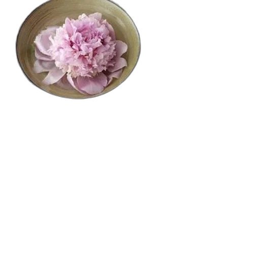 flower, jewelry, crown, food transparent PNG cut-out