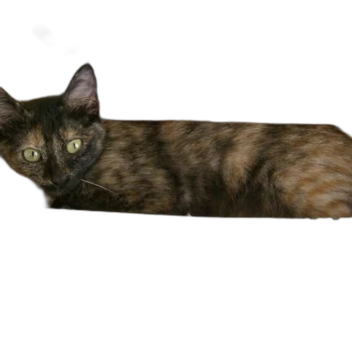 animal, weapon, staff, creature transparent PNG cut-out