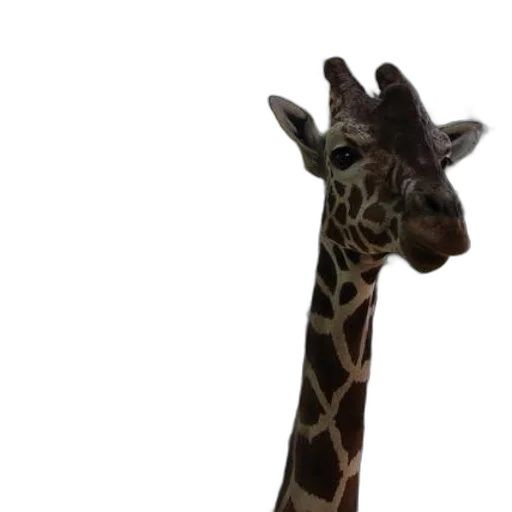 animal, creature, staff, face transparent PNG cut-out
