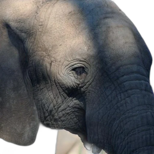 animal, face, creature, photorealistic transparent PNG cut-out