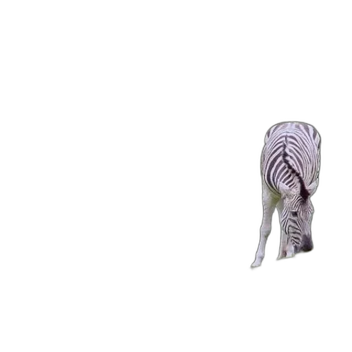 animal, creature, shoes, hair transparent PNG cut-out