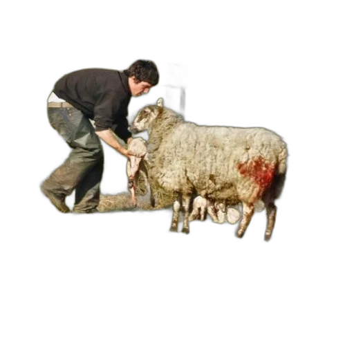 animal, staff, photorealistic, man transparent PNG cut-out