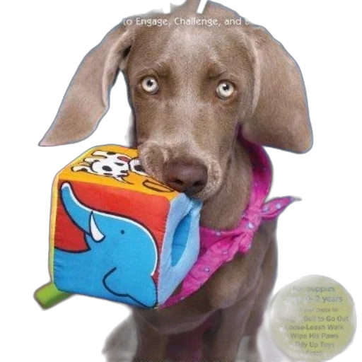 animal, creature, photorealistic, cartoon transparent PNG cut-out