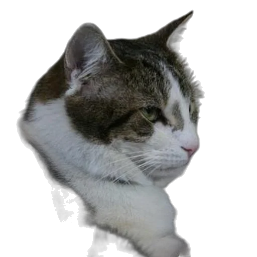staff, animal, face, creature transparent PNG cut-out